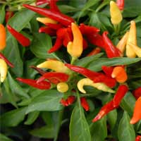 Capsicum Annuum for circulation